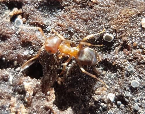 Réf. 223 165 : Lasius brunneus